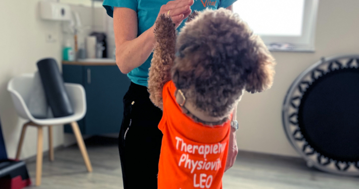 Frau in einem Therapieraum gibt einem kleinen Hund im orangen Shirt ein Kommando oder Leckerli.“