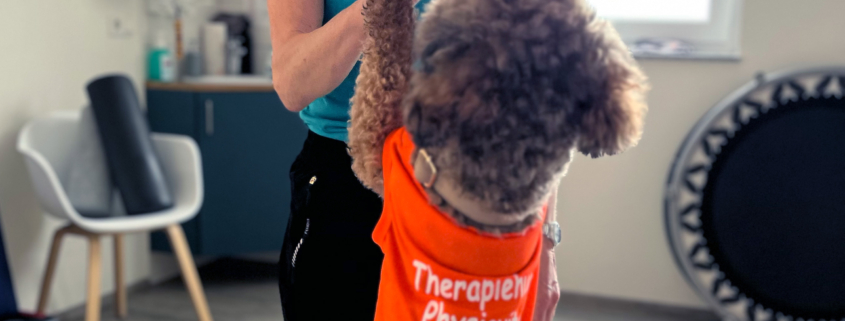 Frau in einem Therapieraum gibt einem kleinen Hund im orangen Shirt ein Kommando oder Leckerli.“