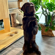 Ein Brauner Labrador macht Männchen im Vital Plus Gesundheitszentrum